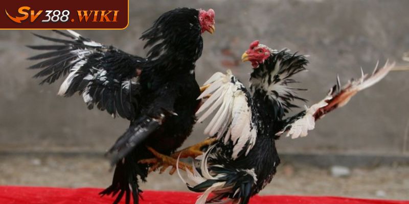Cách xem dáng gà chọi kiểm tra sức đá qua cánh gà