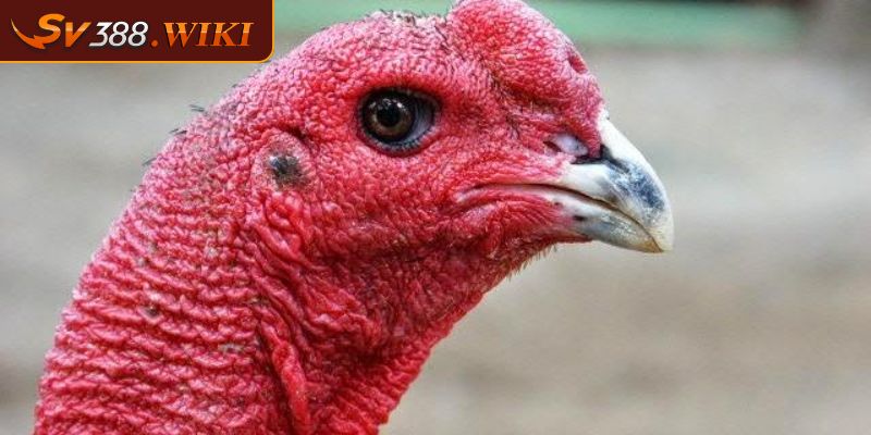 Nhận biết gà chọi hay qua tướng mắt