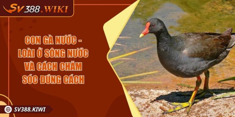 Con Gà Nước - Loài Ở Sông Nước Và Cách Chăm Sóc Đúng Cách 3 Con Gà Nước - Loài Ở Sông Nước Và Cách Chăm Sóc Đúng Cách
