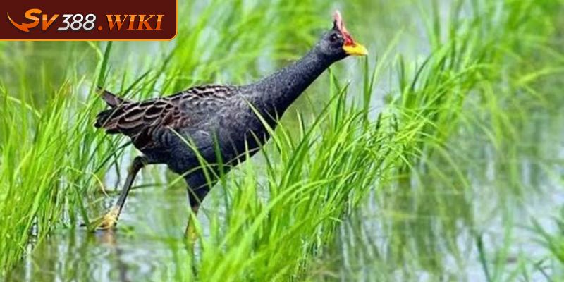 Con gà nước là gì?