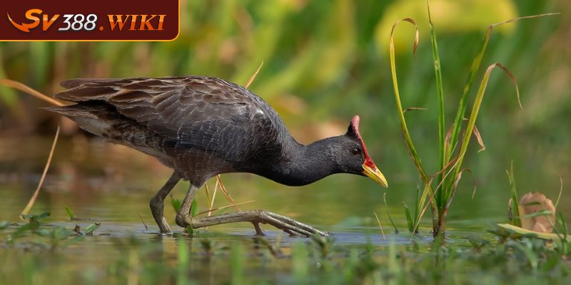 Lợi ích sinh thái và giá trị của con gà nước