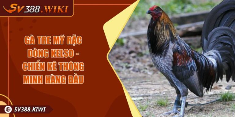 Gà Tre Mỹ Rặc Dòng Kelso - Chiến Kê Thông Minh Hàng Đầu 5 Gà Tre Mỹ Rặc Dòng Kelso - Chiến Kê Thông Minh Hàng Đầu