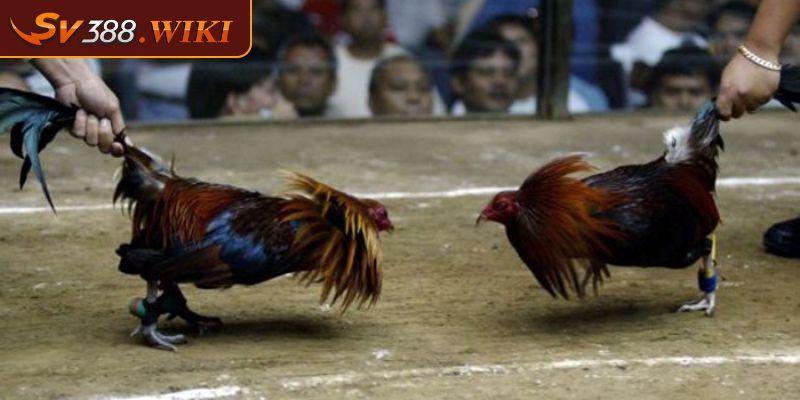 Gà Tre Mỹ Rặc Dòng Kelso - Chiến Kê Thông Minh Hàng Đầu 2 Gà Asil Kelso với khả năng thi đấu tốt