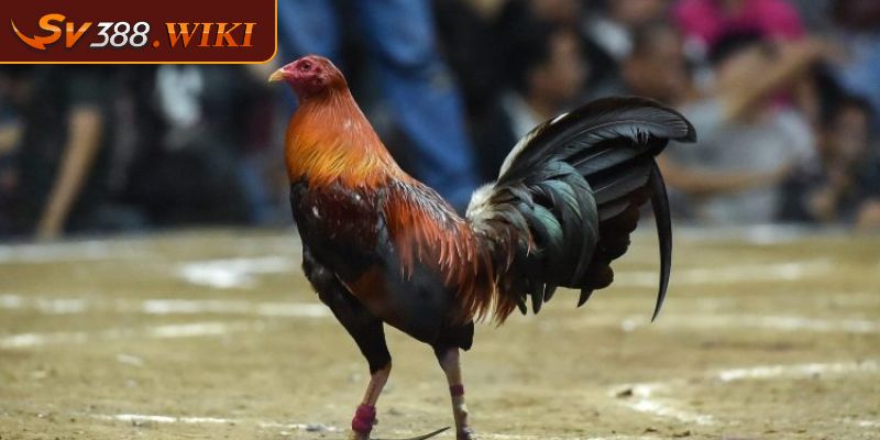 Gà Tre Mỹ Rặc Dòng Kelso - Chiến Kê Thông Minh Hàng Đầu 1 Xuất xứ dòng gà Tre mỹ rặc dòng Kelso