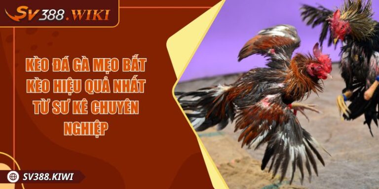 Kèo Đá Gà Mẹo Bắt Kèo Hiệu Quả Nhất Từ Sư Kê Chuyên Nghiệp 2 Kèo Đá Gà Mẹo Bắt Kèo Hiệu Quả Nhất Từ Sư Kê Chuyên Nghiệp