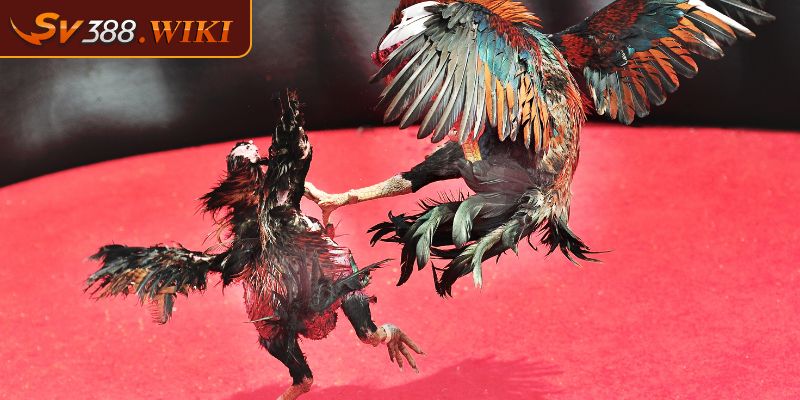 Kèo Đá Gà Mẹo Bắt Kèo Hiệu Quả Nhất Từ Sư Kê Chuyên Nghiệp 1 Tổng quan về kèo đá gà