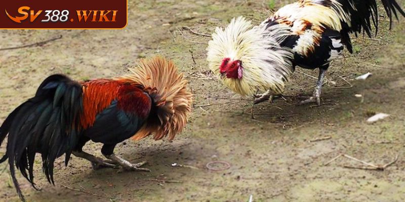 Đá gà tre là gì?